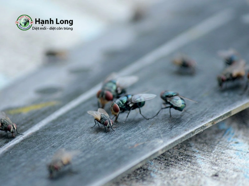 công ty diệt ruồi
