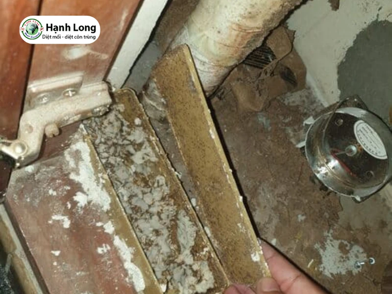 diệt mối tân phú