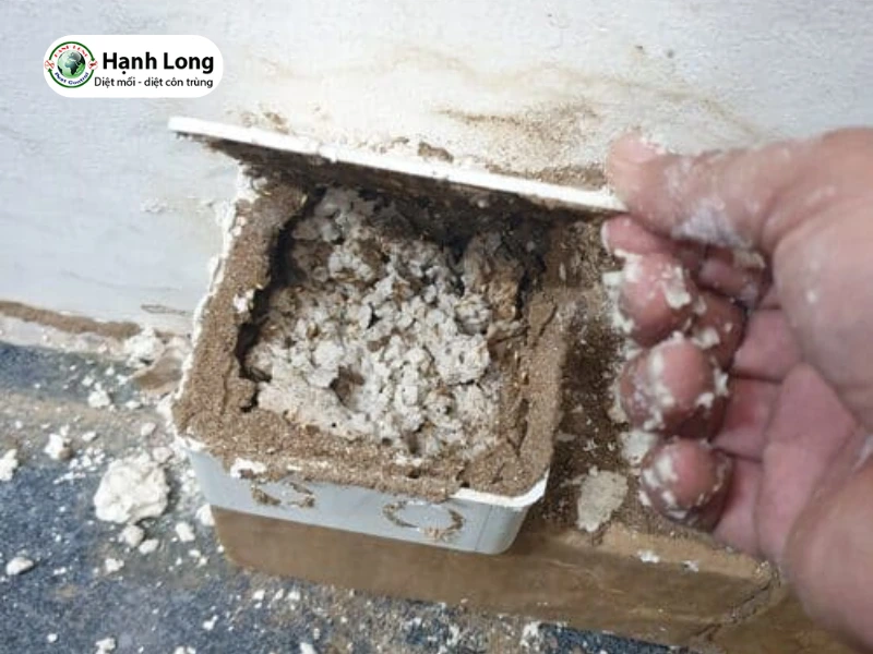 diệt mối tại quận 5