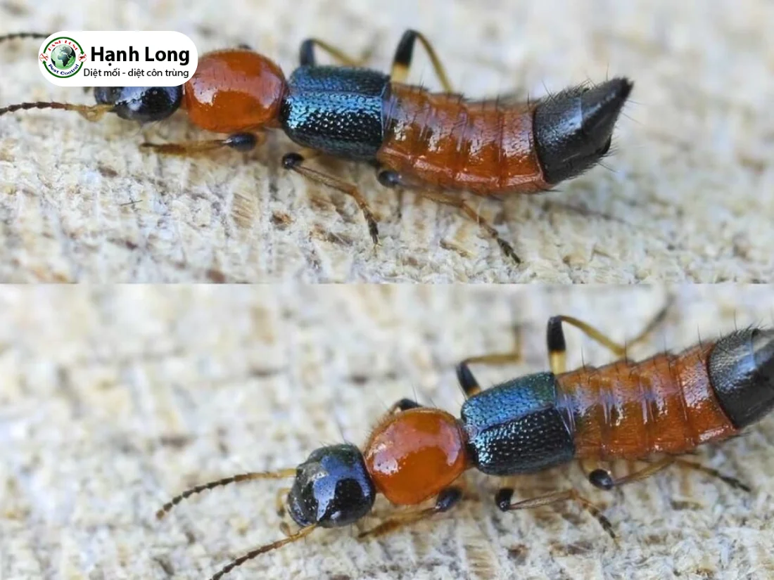 dịch vụ diệt kiến ba khoang