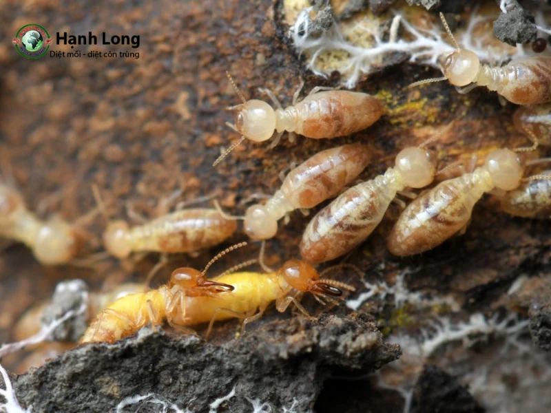 Phòng ngừa mối quay trở lại sau khi xử lý nền nhà