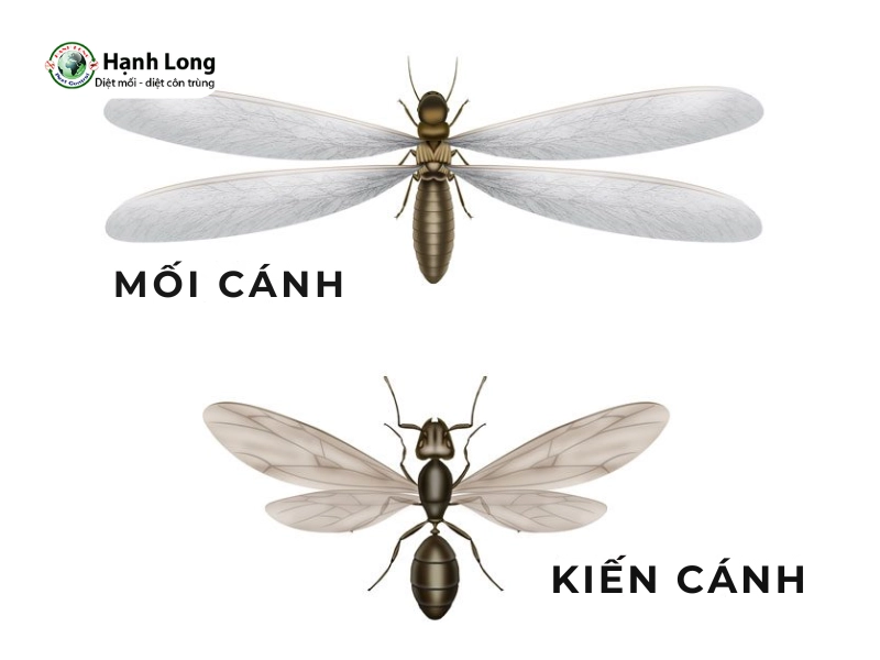 mối cánh