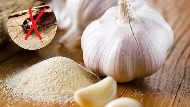 Cách đuổi rán 10