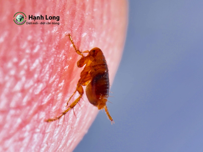 dịch vụ diệt bọ chét