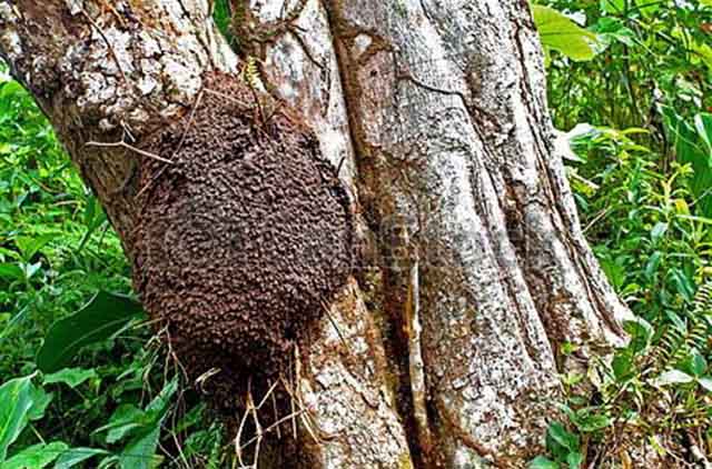 phương pháp diệt mối ăn cây trồng