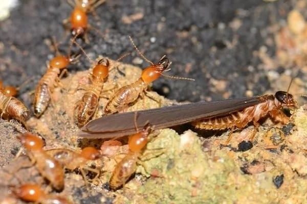 Diệt mối tại Bình Phước