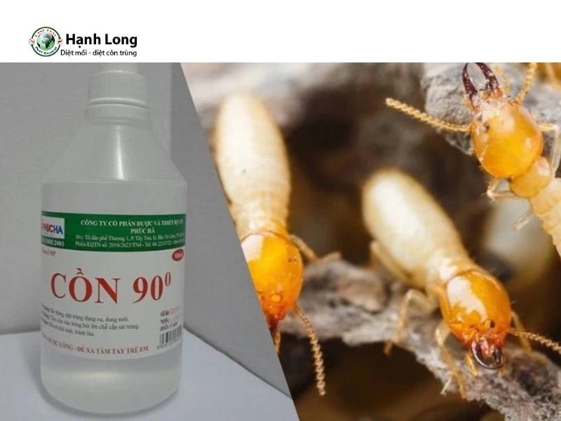 Cách trị mọt gỗ bằng cồn tại nhà