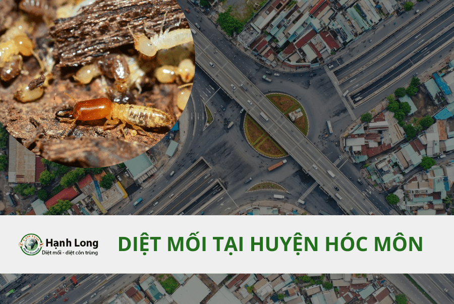 Diệt Mối Tại Huyện Hóc Môn Tận Gốc, Uy Tín
