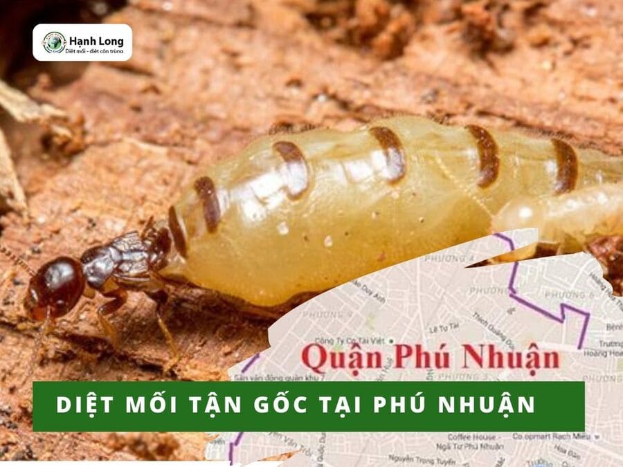 Diệt Mối Tận Gốc Tại Quận Phú Nhuận Chuyên Nghiệp