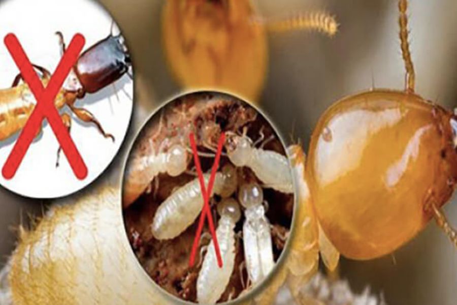 Diệt Mối Tận Gốc Tại thành phố Châu Đốc Chuyên Nghiệp