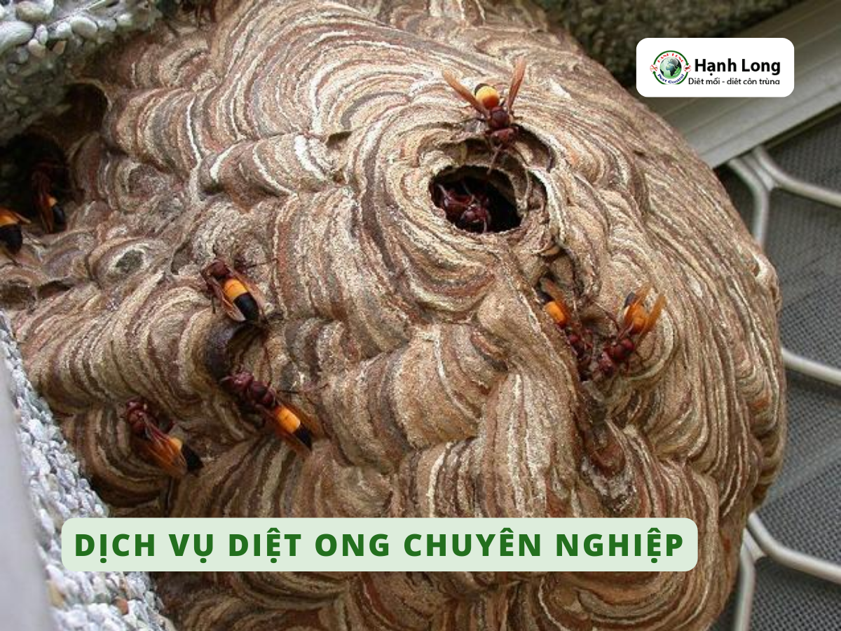 Dịch vụ diệt ong tại nhà chuyên nghiệp