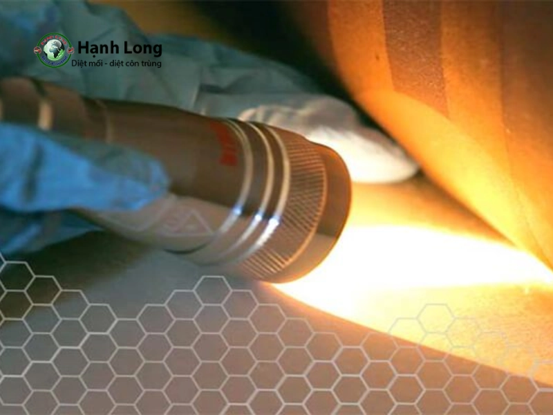 Dịch vụ diệt rệp