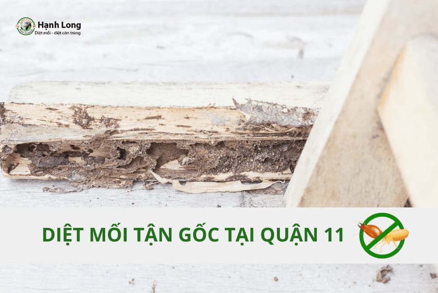 Diệt Mối Tại Quận 11 Tận Gốc, Chuyên Nghiệp
