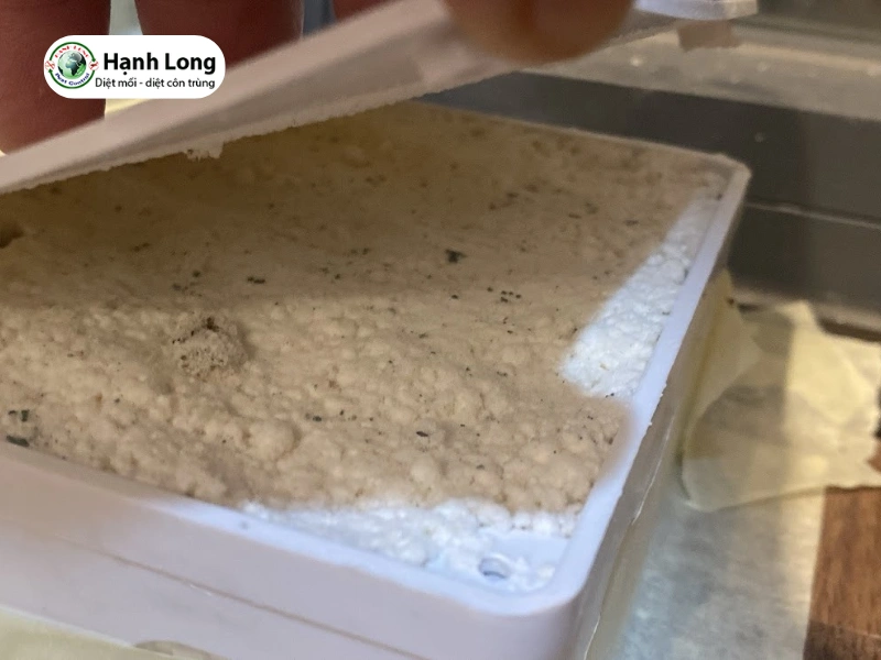 diệt mối quận 6