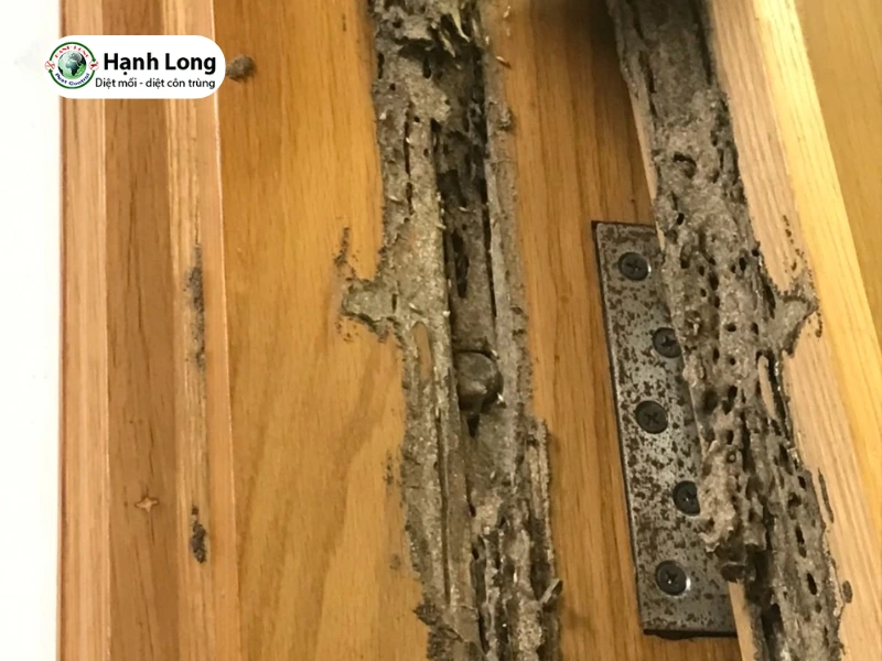 diệt mối quận 6