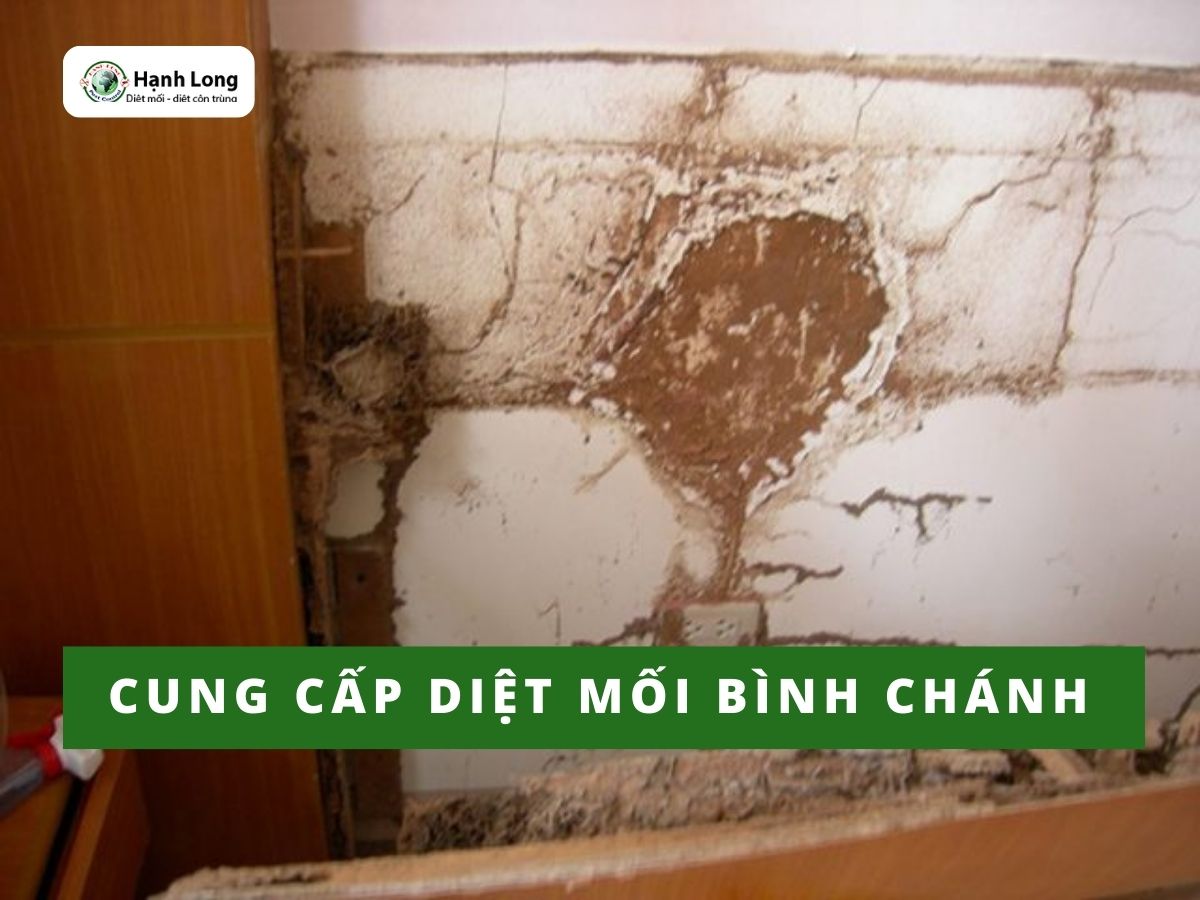 Quy trình cung cấp dịch vụ diệt mối tại Bình Chánh