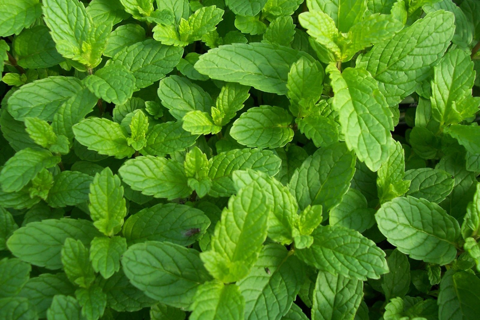 Sử dụng hương cây bạc hà phòng muỗi