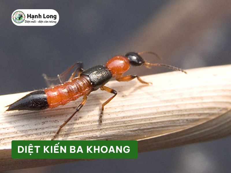 Dịch vụ diệt kiến ba khoang