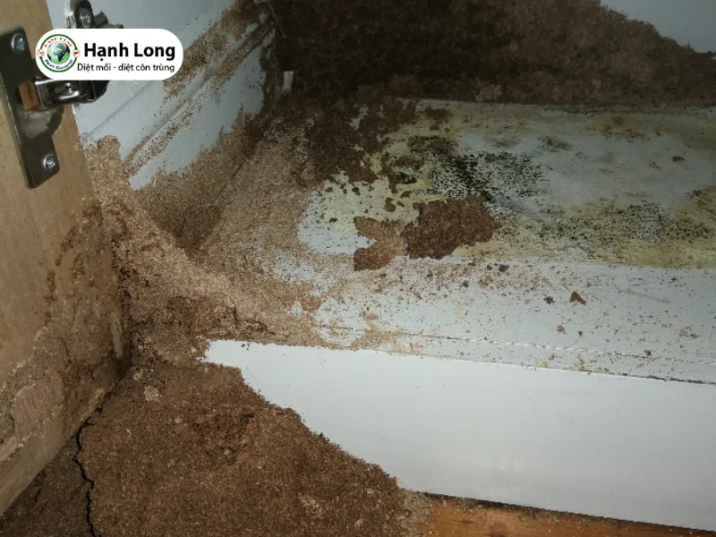 con mối ăn tường
