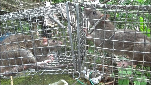 Cách diệt chuột cống lang bằng bẫy đơn giản, an toàn
