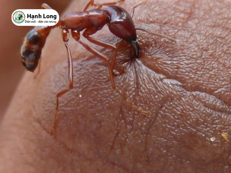 mối cánh có cắn không