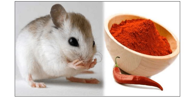 Cách diệt chuột 5