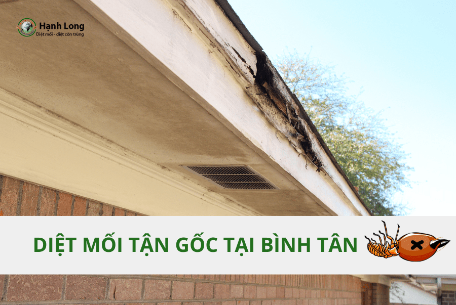 Dịch Vụ Diệt Mối Bình Tân Giá Rẻ Hiệu Quả