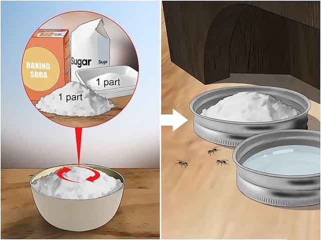 Tự chế thuốc đuổi gián với đường và muối nở
