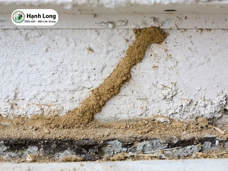 diệt mối cho căn hộ