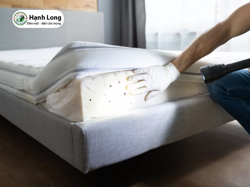 diệt mối khách sạn 