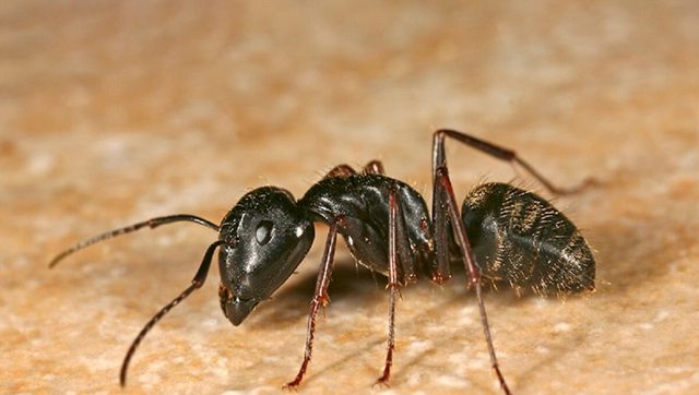 Những thông tin cần biết về kiến đen & cách tiêu diệt