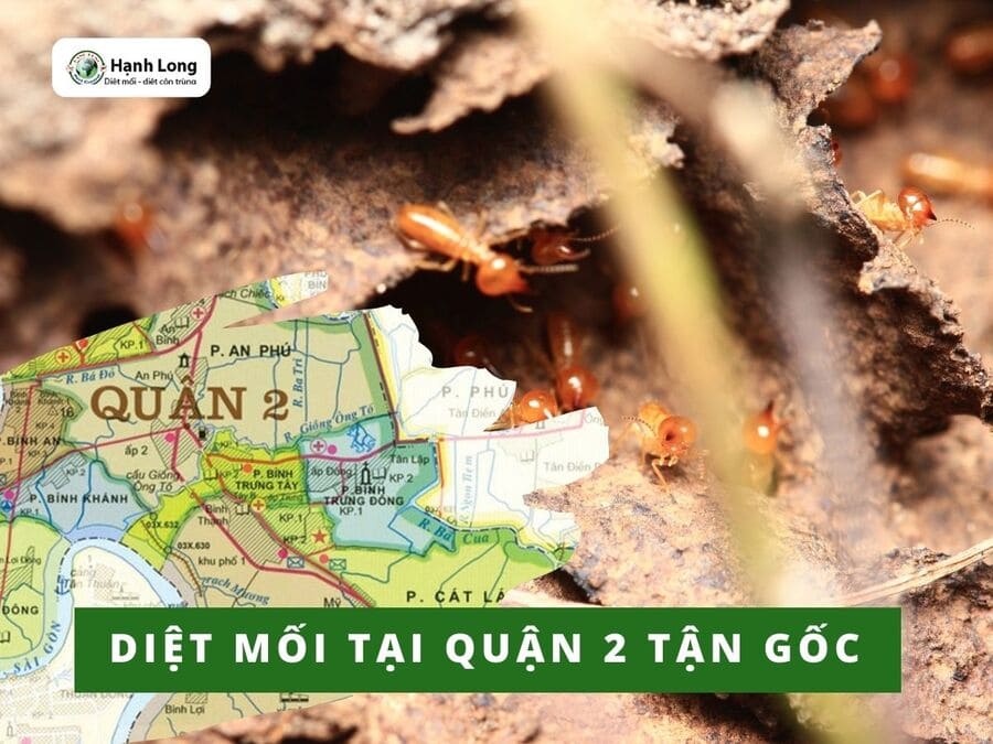 Diệt mối tại Quận 2 uy tín, giá rẻ