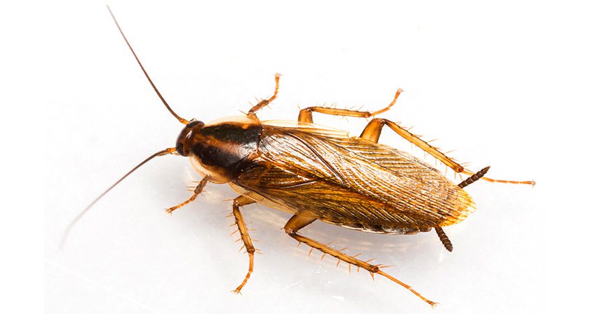 Gián Đức có tốc độ di chuyển nhanh