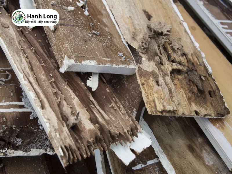 cách trị mối mọt ở gỗ