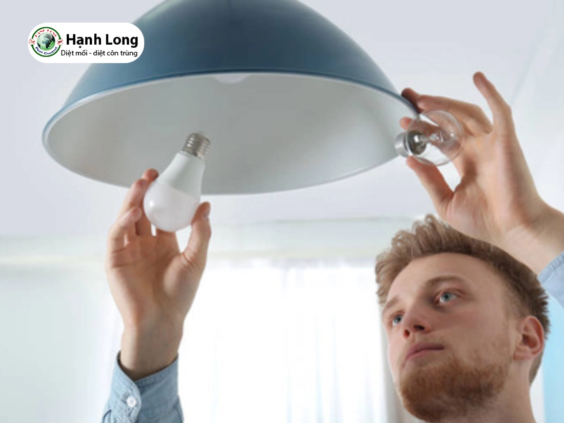 cách diệt kiến ba khoang