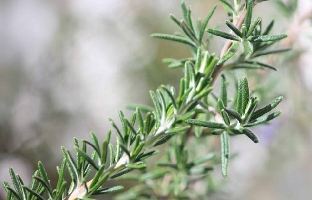 cay-duoi-muoi-huong-thao