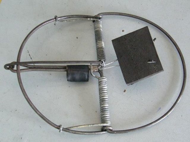 Bẫy chuột kẹp hình bán nguyệt