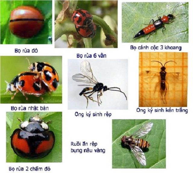 lợi ích của côn trùng