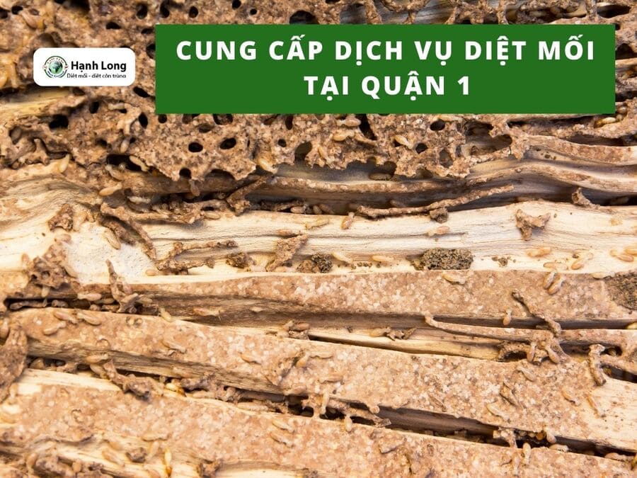 Quy trình diệt mối tận gốc tại quận 1