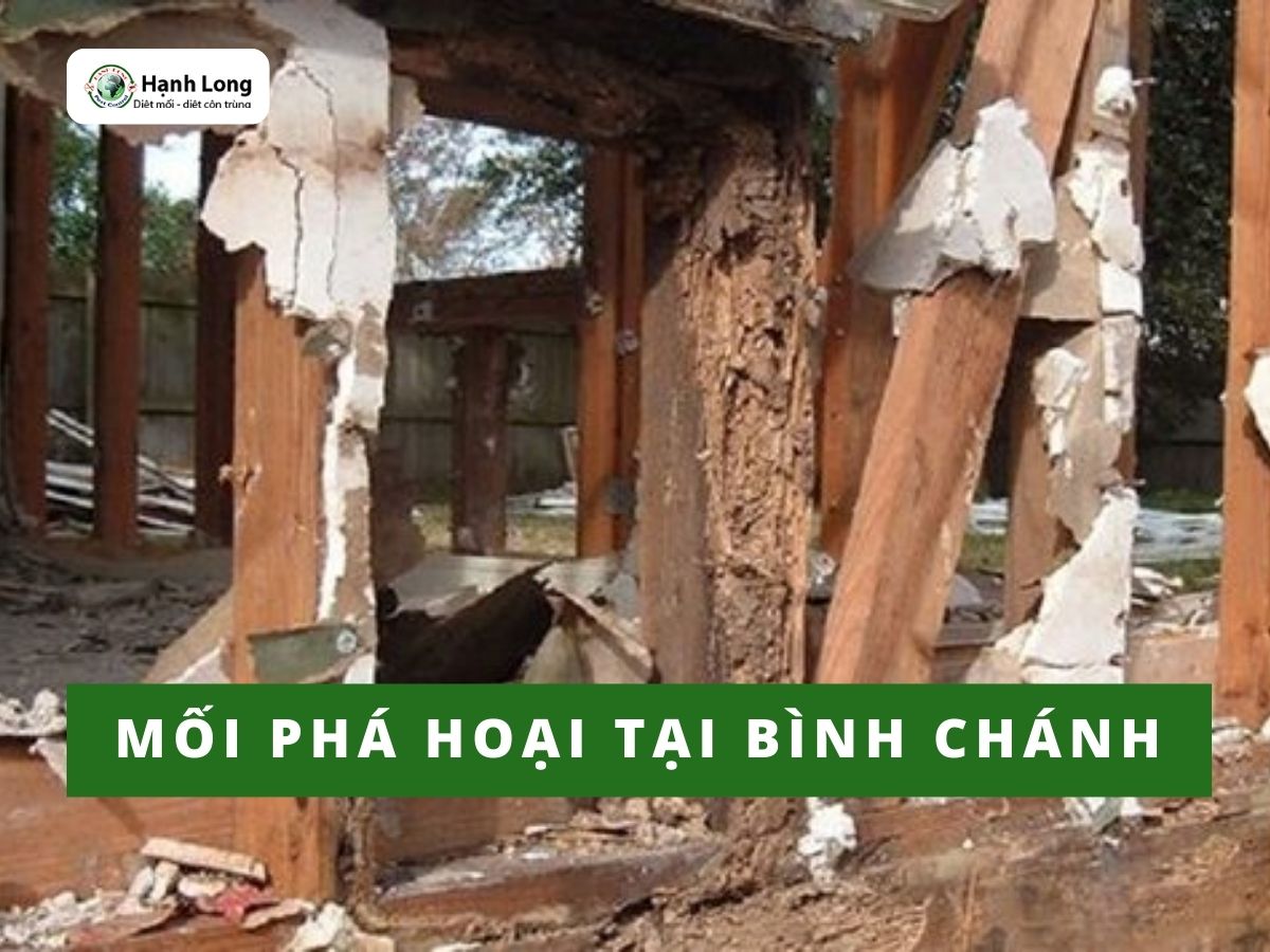 Tình trạng mối tại Bình Chánh