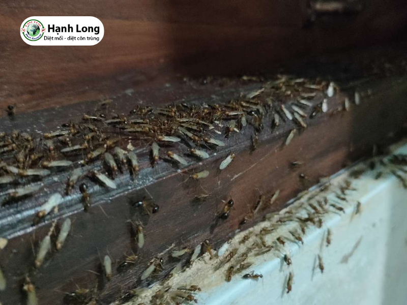 10 Cách diệt mối trong tủ gỗ hiệu quả an toàn