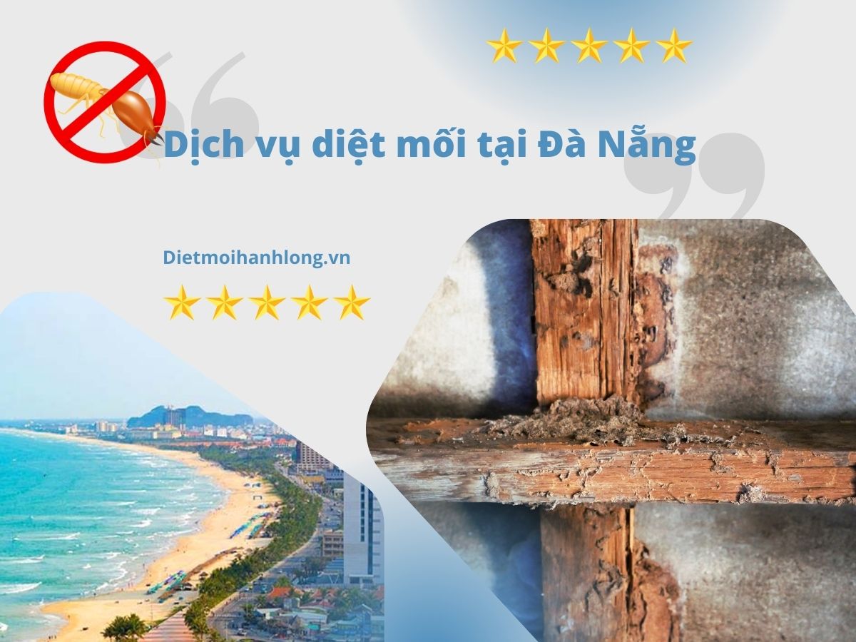 Công Ty Diệt Mối Tại Đà Nẵng Uy Tín, Chuyên Nghiệp Hàng Đầu