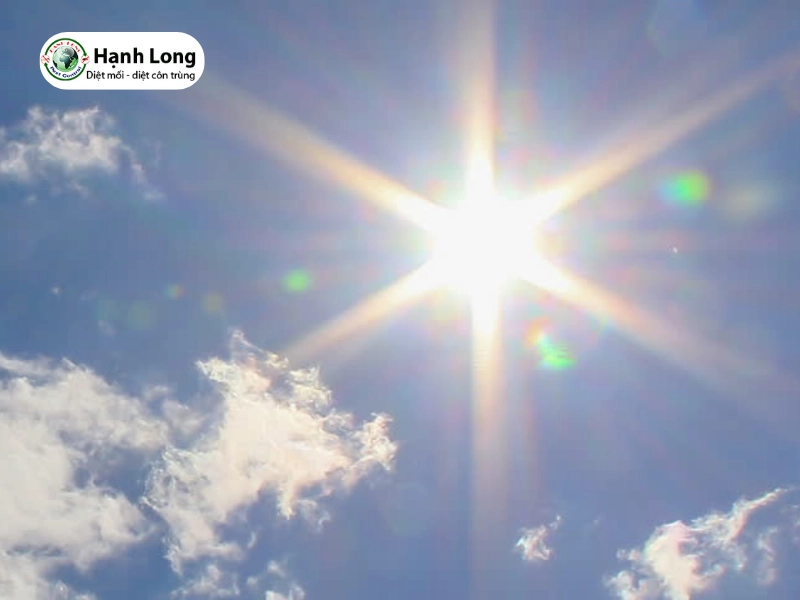 cách diệt mối gỗ khô