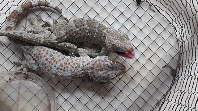 [Chia sẻ] Cách đuổi tắc kè ra khỏi nhà hiệu quả nhất