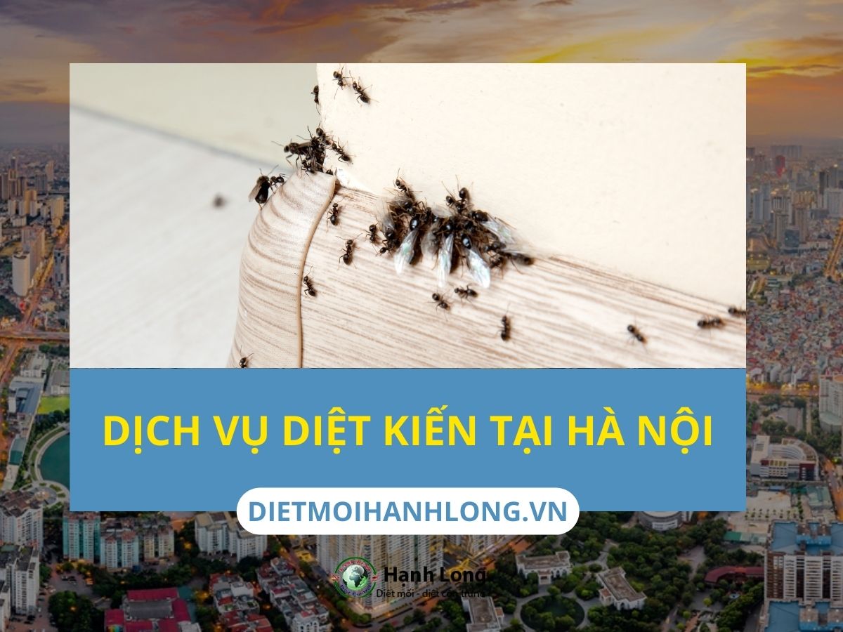 Diệt kiến tại Hà Nội Nhanh Chóng, Hiệu Quả