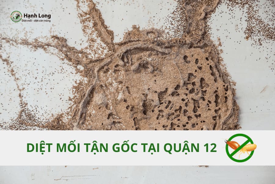 Dịch Vụ Diệt Mối Tại Quận 12 Tận Gốc, Uy Tín, Chuyên Nghiệp