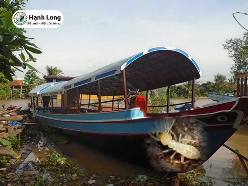 Diệt mối ghe tàu