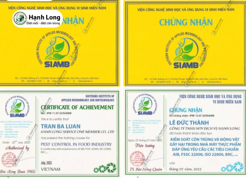 chống mối công trình