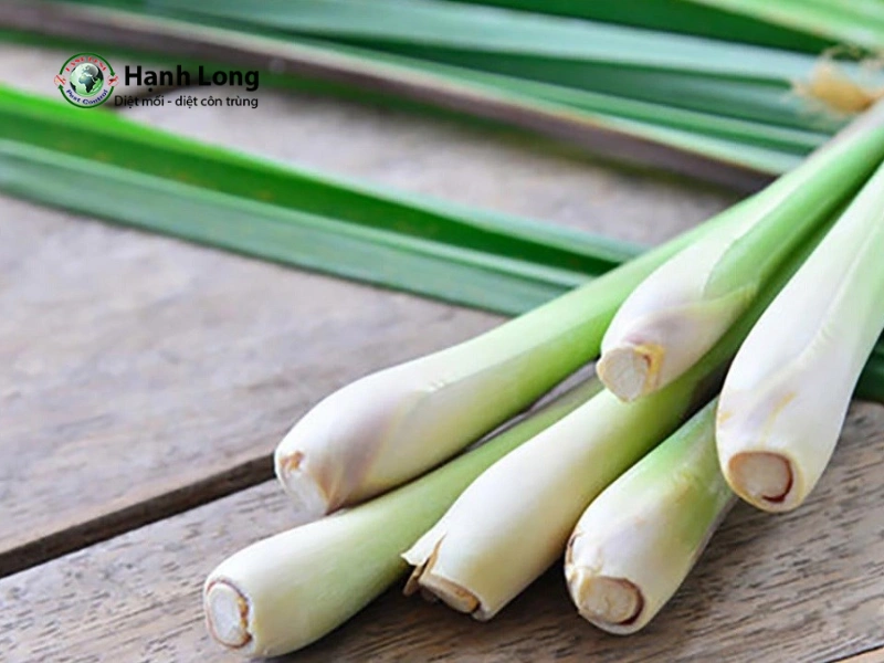 diệt côn trùng tại nhà