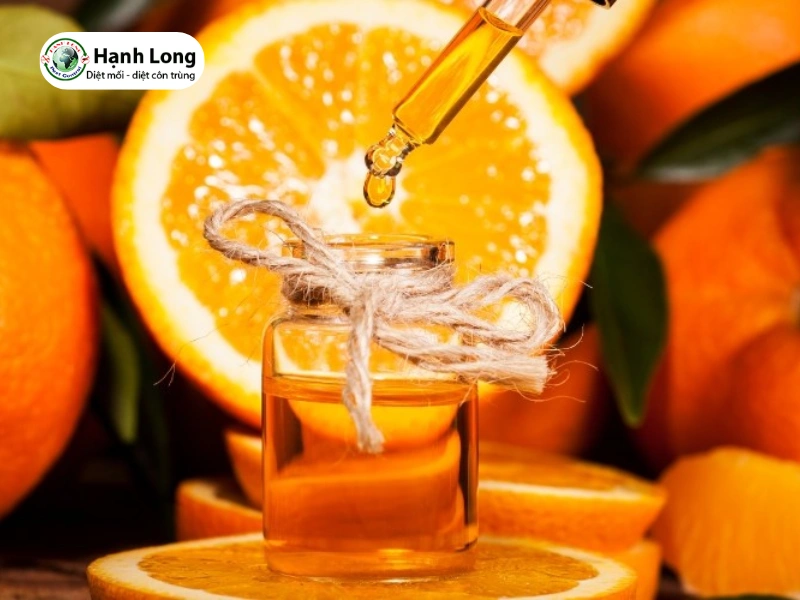 cách trị mối mọt ăn gỗ